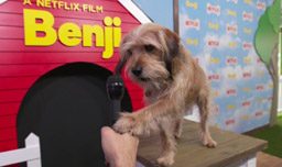 Benji-Netflix-Review-Ratings