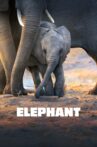 Elephant Movie Streaming Online Watch on Disney Plus Hotstar
