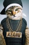 Keanu Movie Streaming Online Watch on Google Play, Hungama, Youtube, iTunes