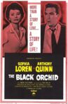 The Black Orchid Movie Streaming Online Watch on MX Player