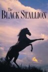 The Black Stallion Movie Streaming Online Watch on Disney Plus Hotstar, Jio Cinema