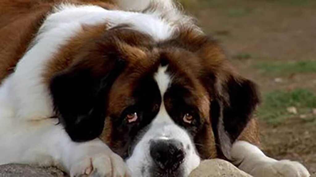 Beethoven Film En Streaming Beethoven's 5th Movie Streaming Online Watch