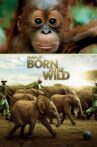 Born to Be Wild Movie Streaming Online