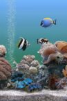 Coral Dreamscapes: An Exotic Aquarium Movie Streaming Online