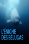 L'énigme des belugas Movie Streaming Online