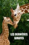 Les Dernières Girafes Movie Streaming Online