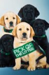 Pick of the Litter Movie Streaming Online