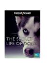 Secret Life of Dogs Movie Streaming Online
