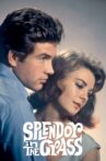 Splendor in the Grass Movie Streaming Online