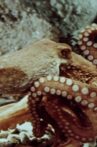 The Love Life of an Octopus Movie Streaming Online
