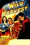 Wild Harvest Movie Streaming Online
