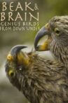 Beak & Brain - Genius Birds from Down Under Movie Streaming Online