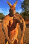 Big Red: The Kangaroo King Movie Streaming Online
