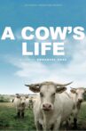 Bovines Movie Streaming Online