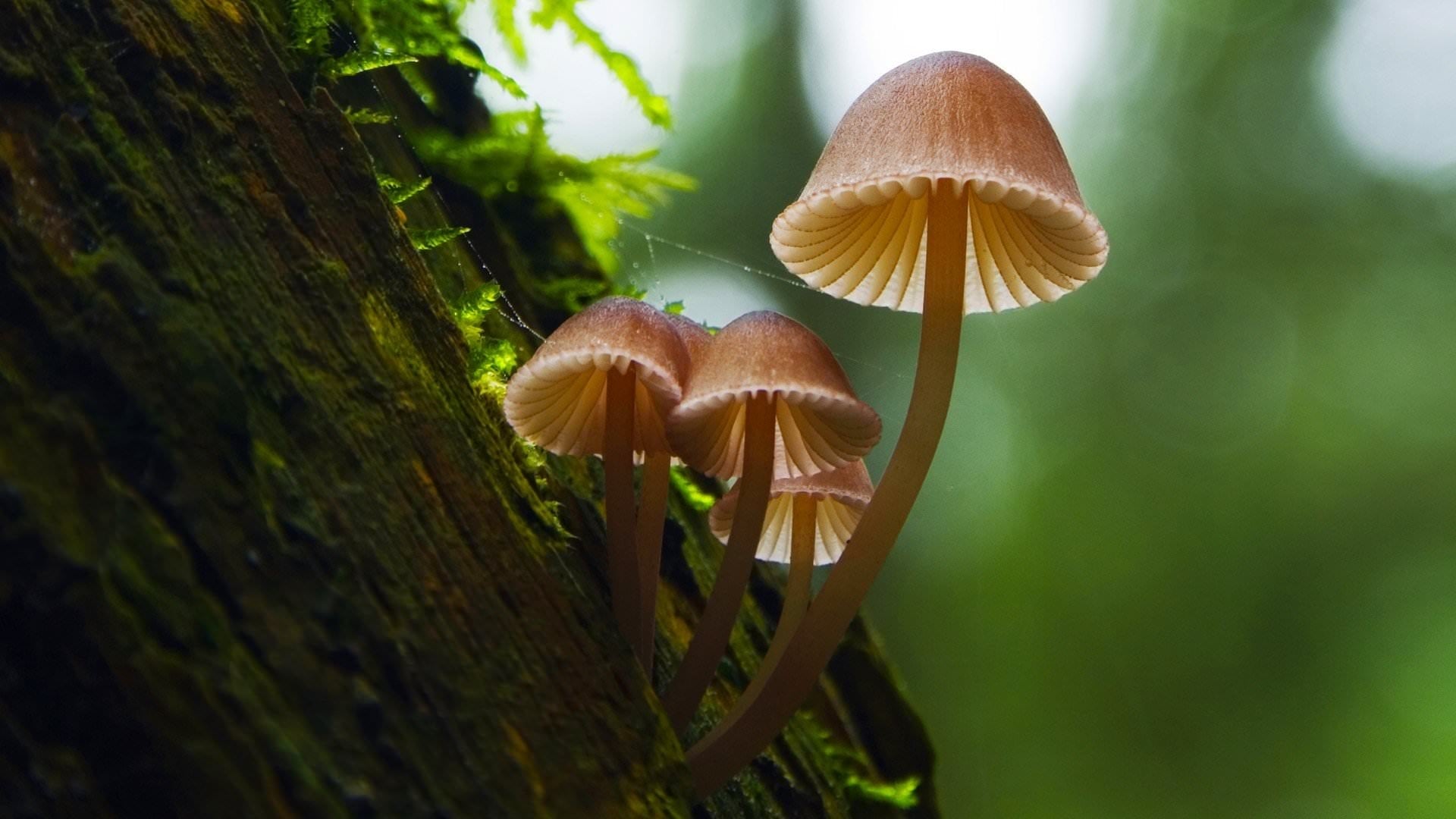 Fantastic Fungi Movie Streaming Online Watch on Netflix