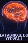 La fabrique du cerveau Movie Streaming Online