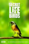 lolo's Secret Life of Birds Movie Streaming Online