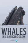 Whales in a Changing Ocean Movie Streaming Online