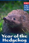 Year of the Hedgehog Movie Streaming Online