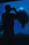 The Aquarium Movie Streaming Online