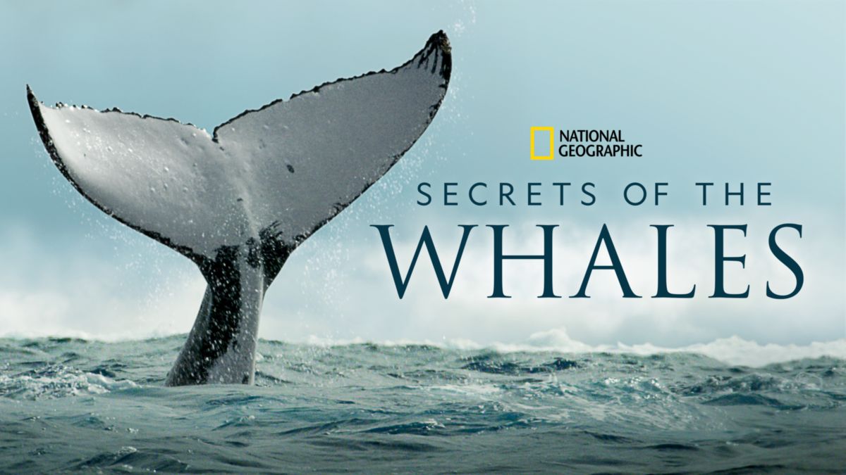Secret of the Whales (Disney+ Hotstar)