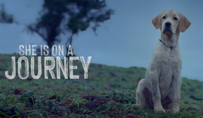 777 Charlie: An Adorably Fresh Perspective On Human-Canine Connection