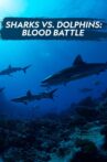 Sharks vs. Dolphin: Blood Battle Movie Streaming Online