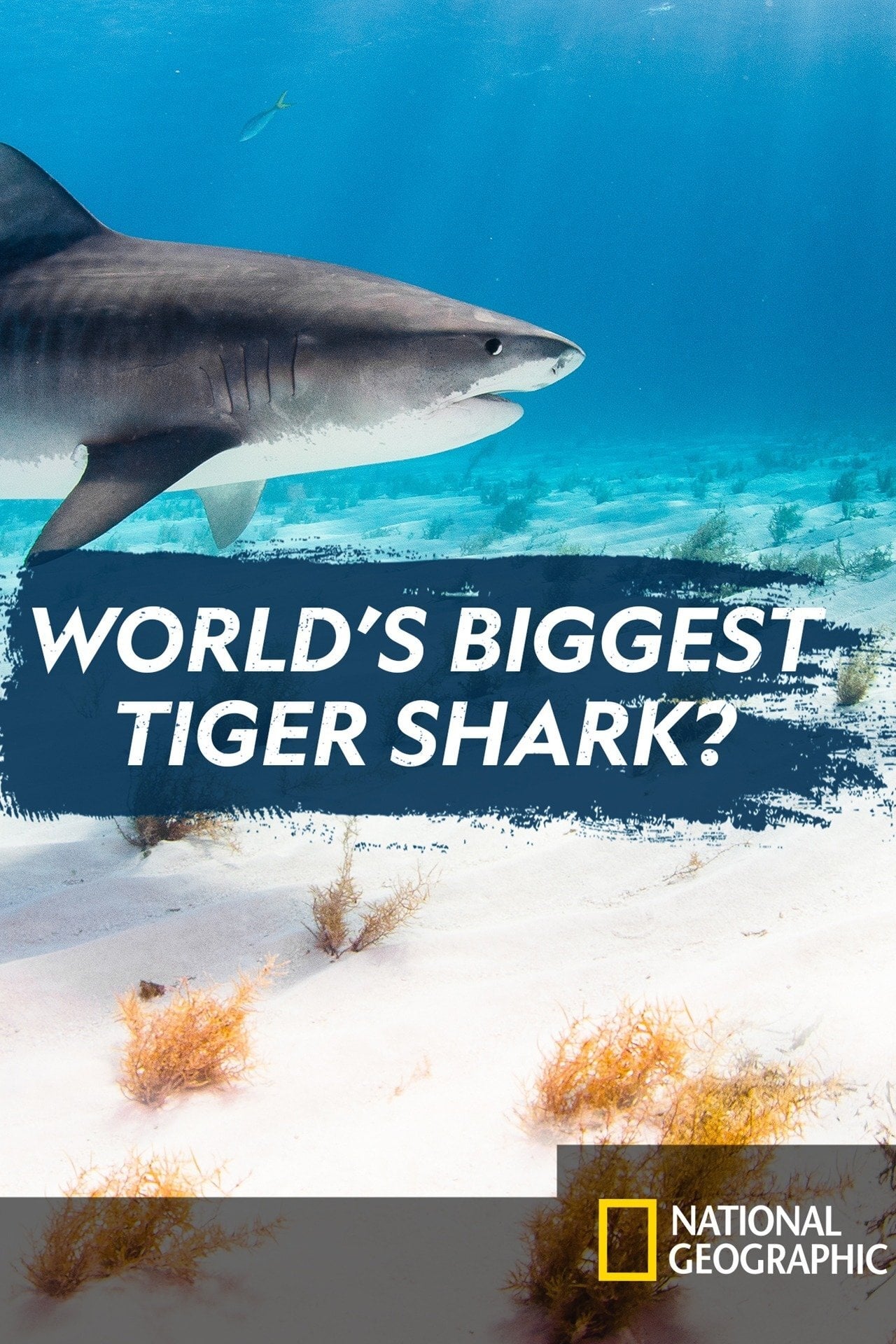 World's Biggest Tiger Shark Movie Streaming Online Watch