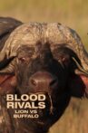 Blood Rivals: Lion vs Buffalo Movie Streaming Online