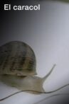El caracol Movie Streaming Online