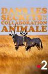 Dans les secrets de la collaboration animale Movie Streaming Online