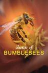 Secrets of Bumblebees Movie Streaming Online