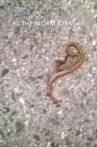 The Worm Turns Movie Streaming Online
