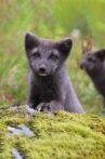 The Arctic Fox: Still Surviving Movie Streaming Online