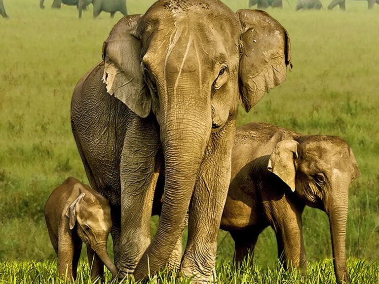 Netflix’s ‘The Elephant Whisperers’: This Baby Elephant Melts Hearts