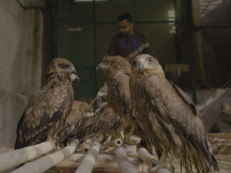 Indian Film Gets Rare Rotten Tomatoes Score Post HBO Max Release