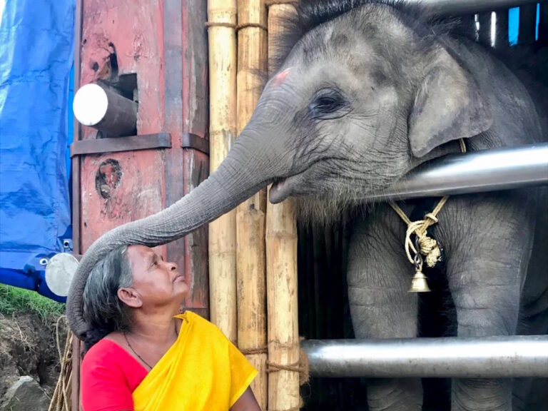 Oscars 2023: India’s The Elephant Whisperers Creates History