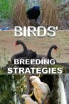 Birds' Breeding Strategies Movie Streaming Online