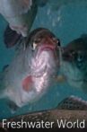Freshwater World Movie Streaming Online