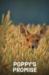 Poppy's Promise: Secret Life in a Cornfield Movie Streaming Online