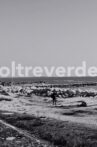Oltreverde Movie Streaming Online