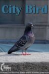 City Bird Movie Streaming Online