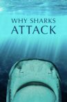 Why Sharks Attack Movie Streaming Online