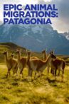 Epic Animal Migrations: Patagonia Movie Streaming Online