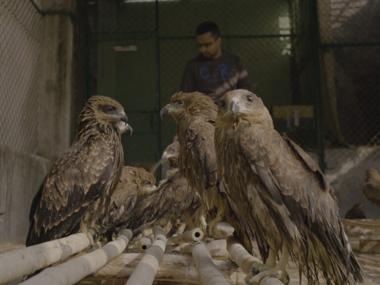 Indian Journalism Centric Documentary Bags International Honor