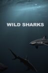 Wild Sharks Movie Streaming Online
