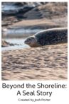 Beyond the Shoreline: A Seal Story Movie Streaming Online