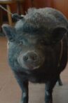 Nelson the Piglet Movie Streaming Online