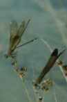 Raumkonkurrenz bei der Prachtlibelle Calopteryx haemorrhoidalis Movie Streaming Online