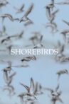 Shorebirds Movie Streaming Online